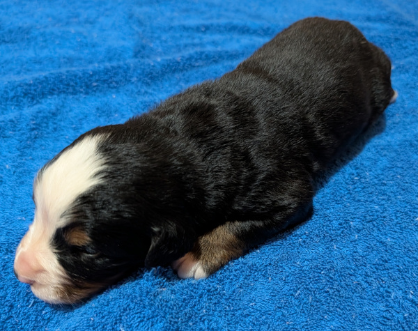 Bernese Mountain Dog puppy Diesel