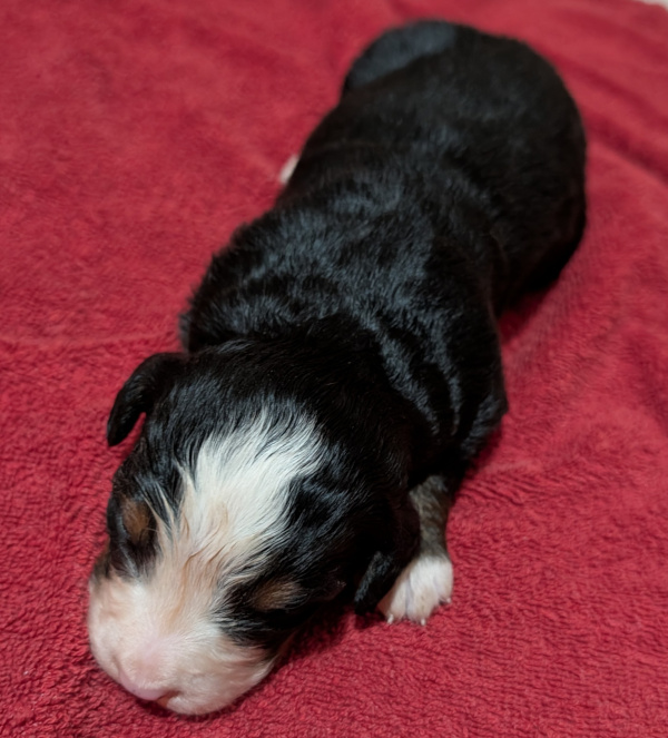 Bernese Mountain Dog puppy Eden
