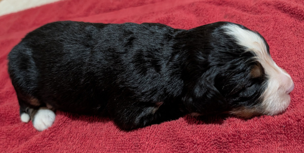 Bernese Mountain Dog puppy Eden