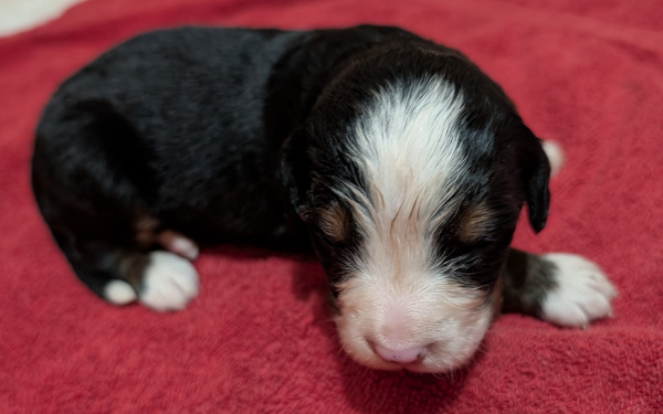 Bernese Mountain Dog puppy Eden