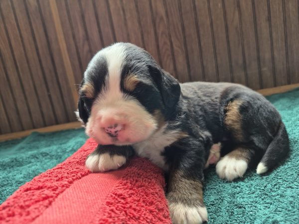 Bernese Mountain Dog puppy Gabriel
