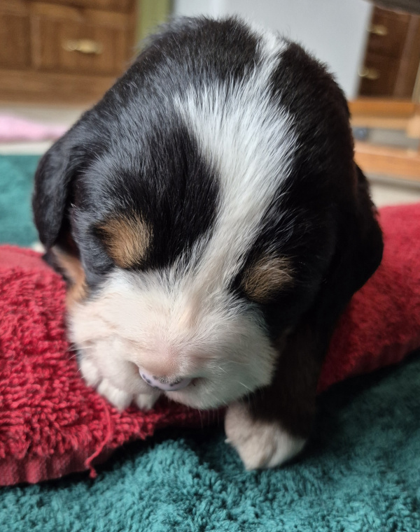 Bernese Mountain Dog puppy Gabriel
