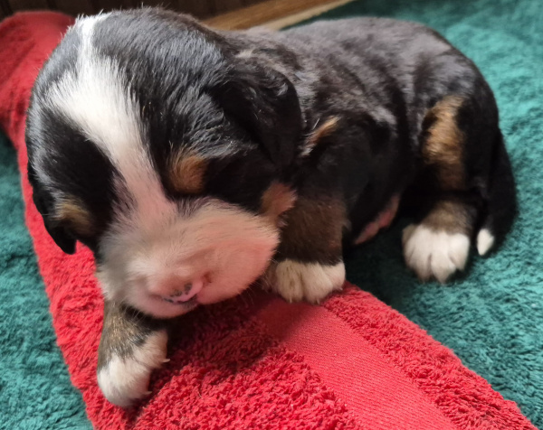 Bernese Mountain Dog puppy Gabriel