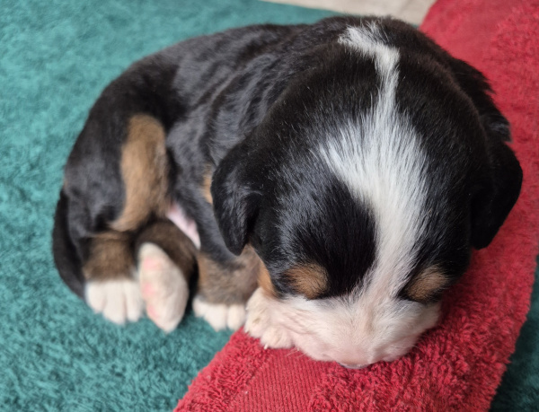 Bernese Mountain Dog puppy Gabriel