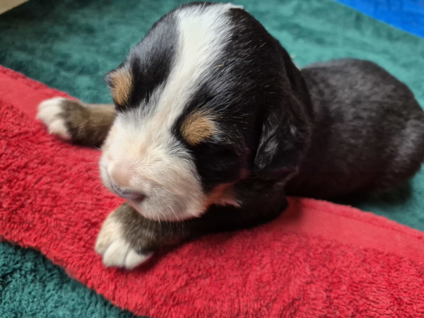 Bernese Mountain Dog puppy Gabriel