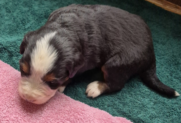 Bernese Mountain Dog puppy Gloria