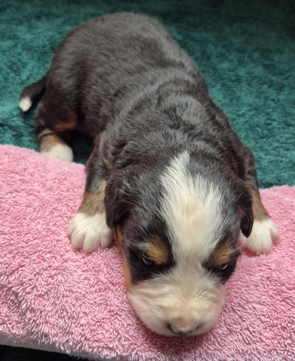 Bernese Mountain Dog puppy Gloria