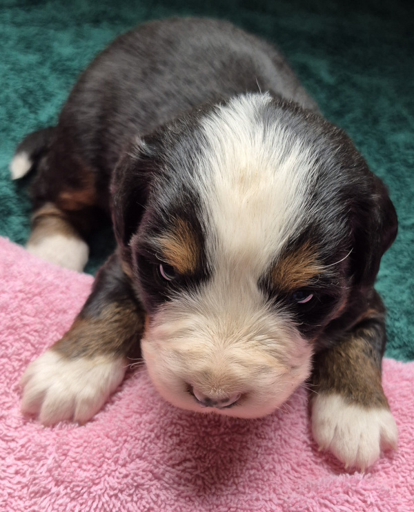 Bernese Mountain Dog puppy Gloria