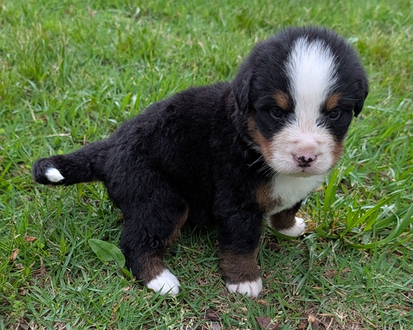 Bernese Mountain Dog puppy Kit