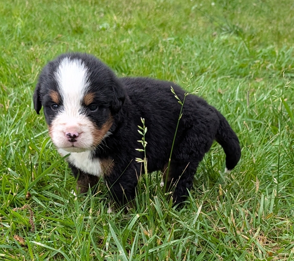 Bernese Mountain Dog puppy Kit