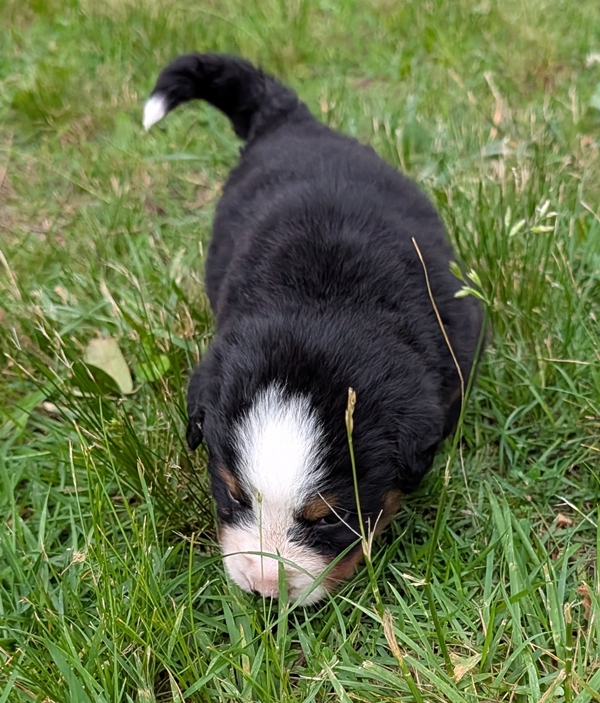 Bernese Mountain Dog puppy Kit