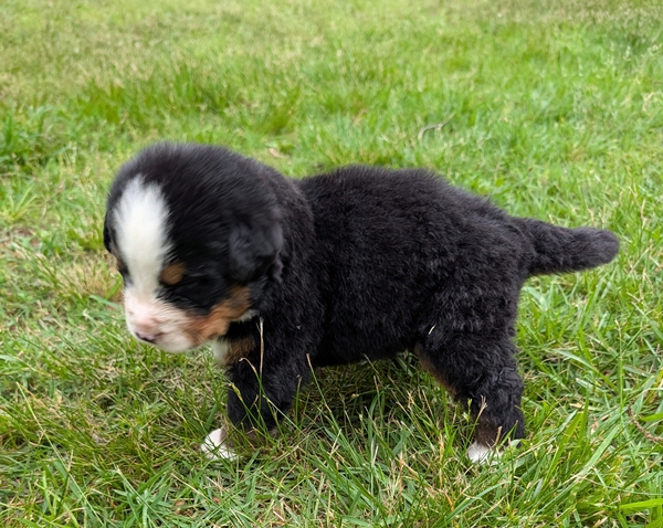 Bernese Mountain Dog puppy Kit