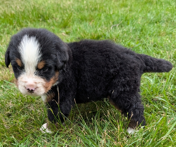 Bernese Mountain Dog puppy Kit