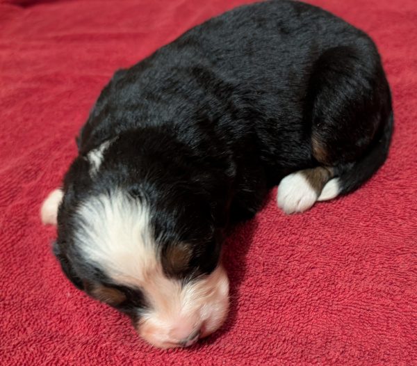 Bernese Mountain Dog puppy Koda