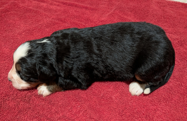 Bernese Mountain Dog puppy Koda