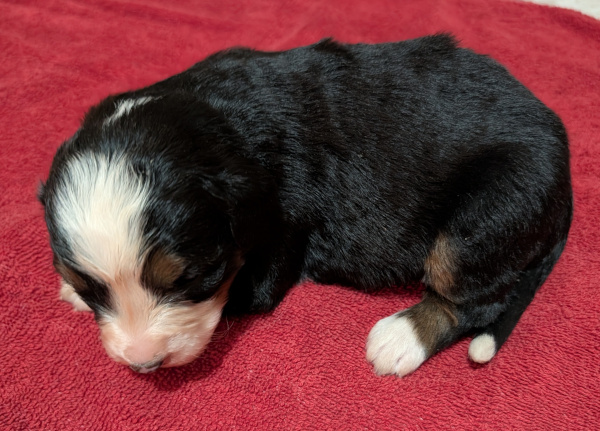 Bernese Mountain Dog puppy Koda