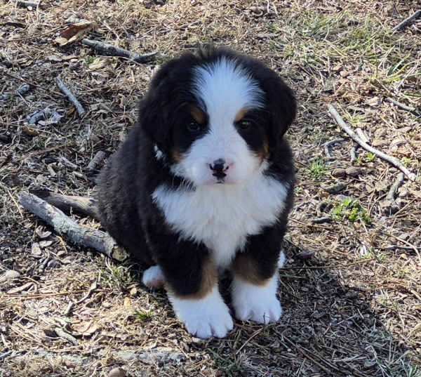 Bernese Mountain Dog puppy Lyric