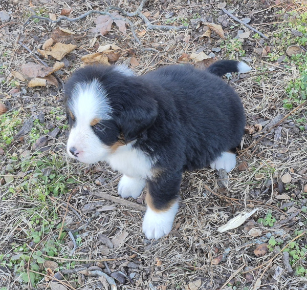 Bernese Mountain Dog puppy Lyric