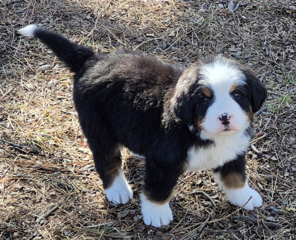 Bernese Mountain Dog puppy Lyric