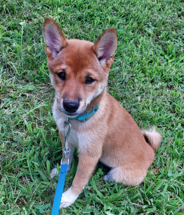 Shiba Inu puppy Macey