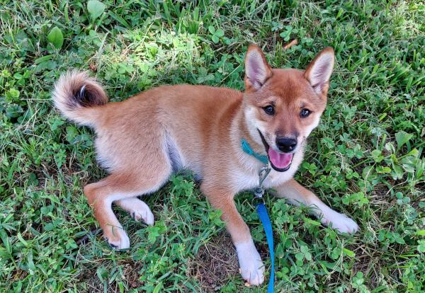 Shiba Inu puppy Macey