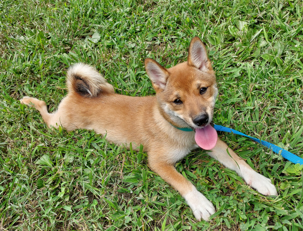 Shiba Inu puppy Macey