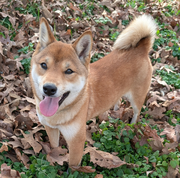 Shiba Inu puppy Macey