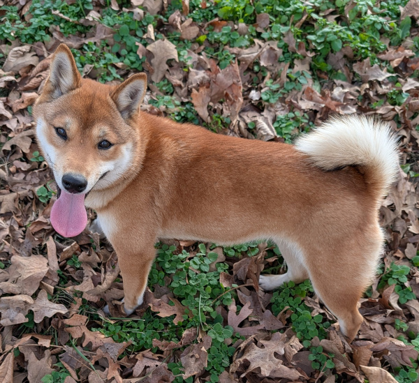Shiba Inu puppy Macey