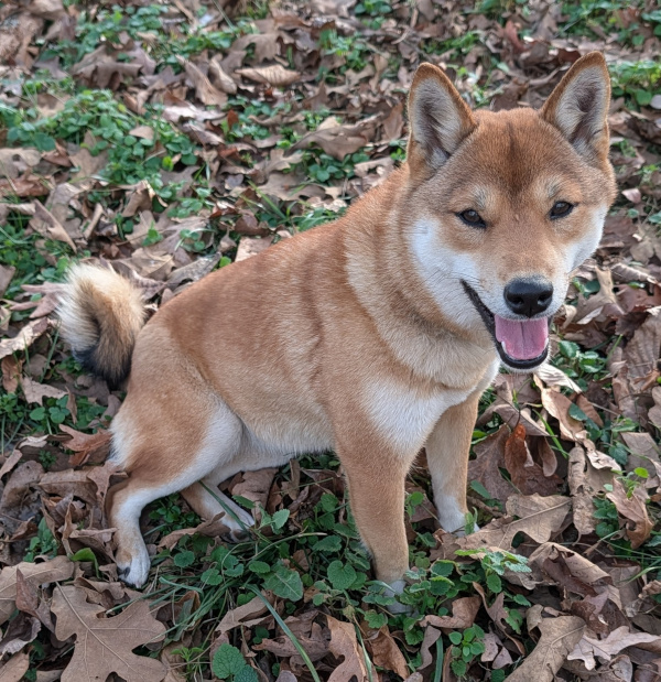 Shiba Inu puppy Macey