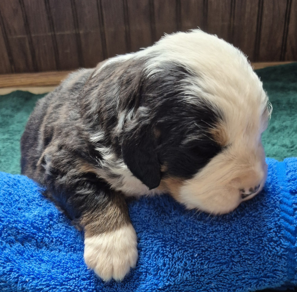 Bernese Mountain Dog puppy Nicholas