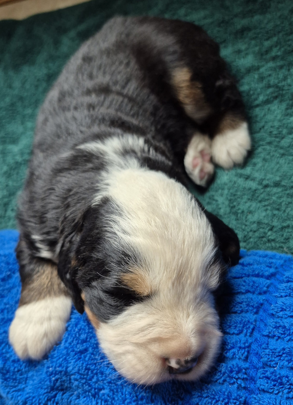 Bernese Mountain Dog puppy Nicholas