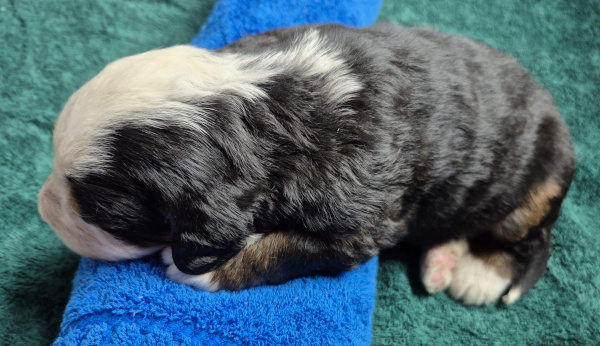 Bernese Mountain Dog puppy Nicholas
