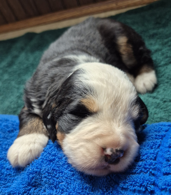 Bernese Mountain Dog puppy Nicholas