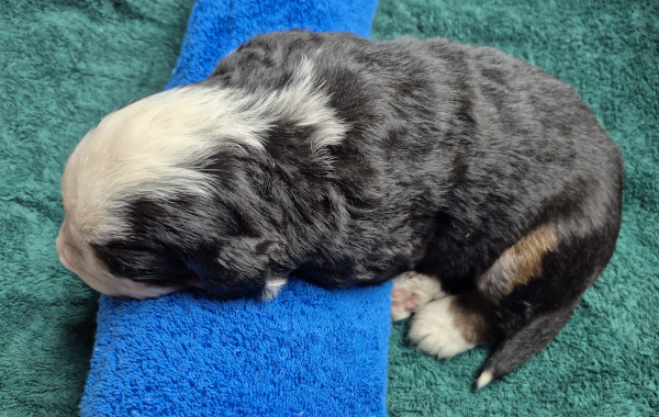 Bernese Mountain Dog puppy Nicholas