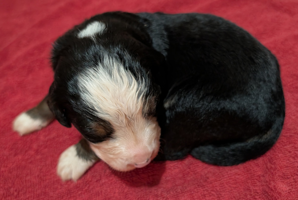 Bernese Mountain Dog puppy Orsa