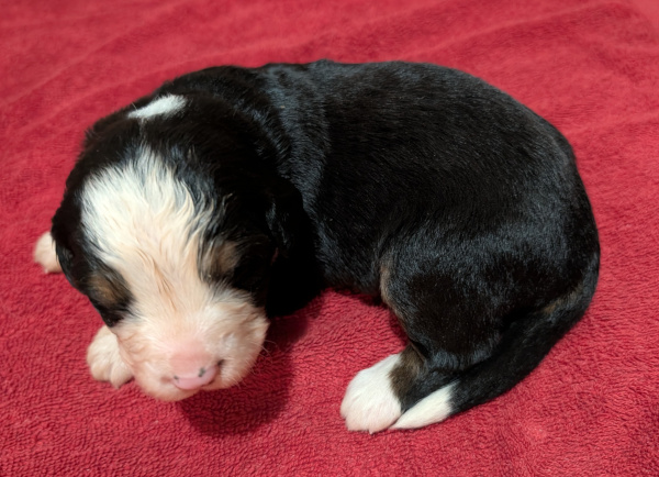 Bernese Mountain Dog puppy Orsa
