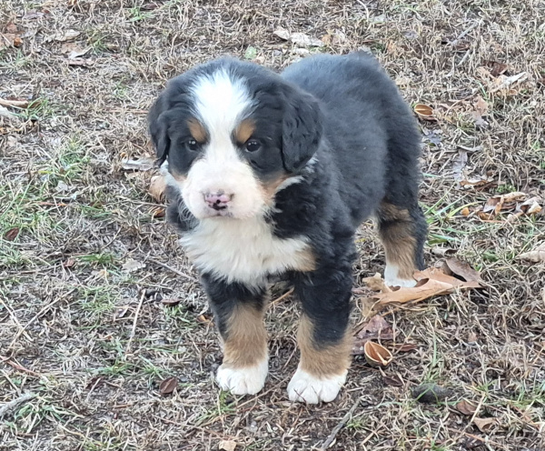 Bernese Mountain Dog puppy Orsa
