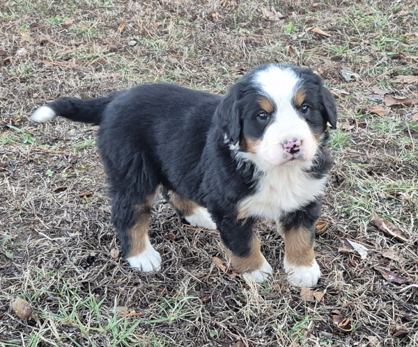 Bernese Mountain Dog puppy Orsa