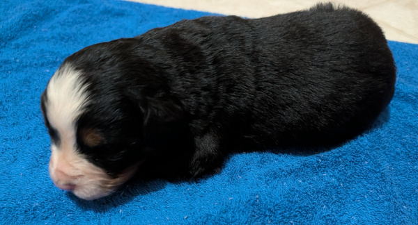 Bernese Mountain Dog puppy Oso