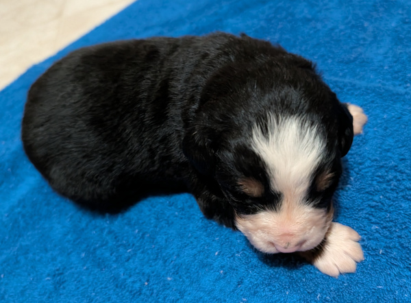 Bernese Mountain Dog puppy Oso