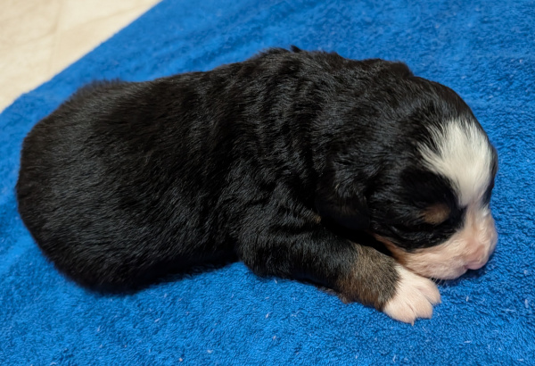 Bernese Mountain Dog puppy Oso