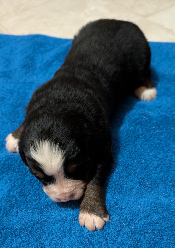 Bernese Mountain Dog puppy Oso