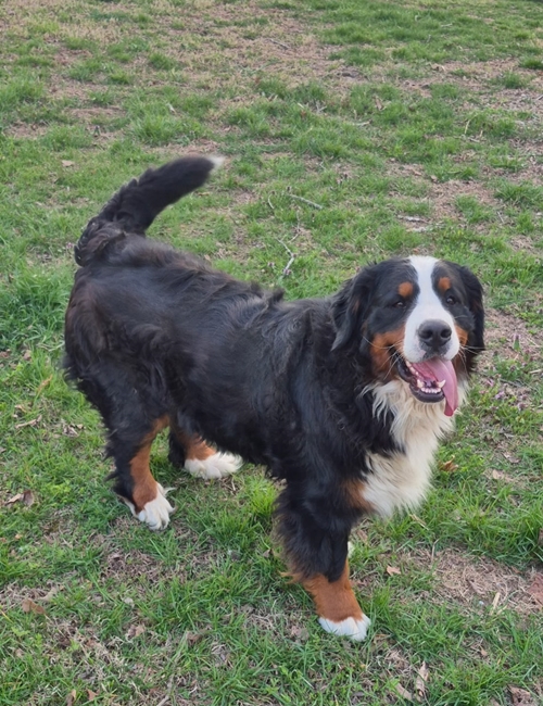Sky, Bernese Mountain Dog Mother