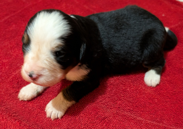 Bernese Mountain Dog puppy Ursula