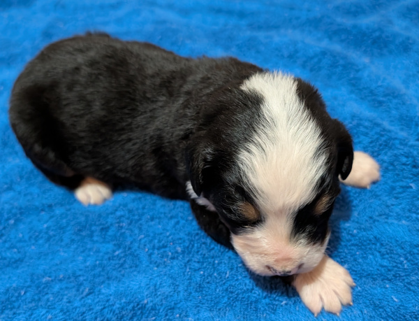 Bernese Mountain Dog puppy Yogi Bear