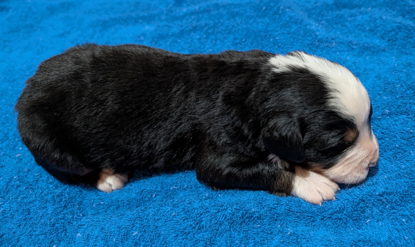 Bernese Mountain Dog puppy Yogi Bear