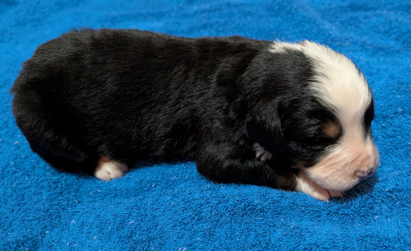 Bernese Mountain Dog puppy Yogi Bear